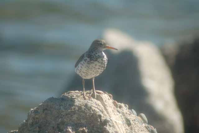sandpiper at grand marais